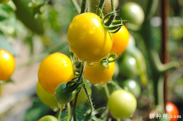 吃番茄的功效与作用是什么？