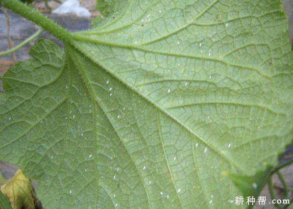 南瓜怎么防治温室白粉虱？