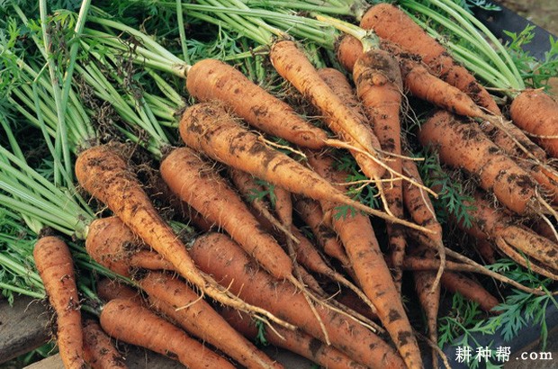 胡萝卜的根有什么特点？