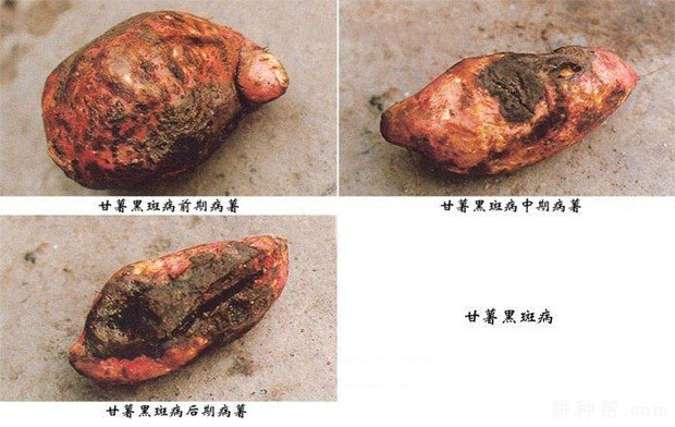 红薯病毒病害症状图片图片
