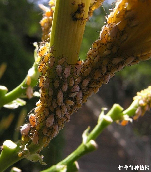 黄花菜如何防治蚜虫？