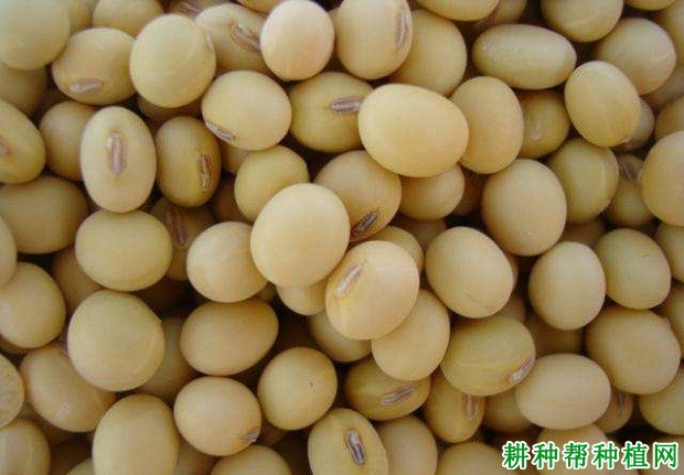 中黄901大豆品种图片