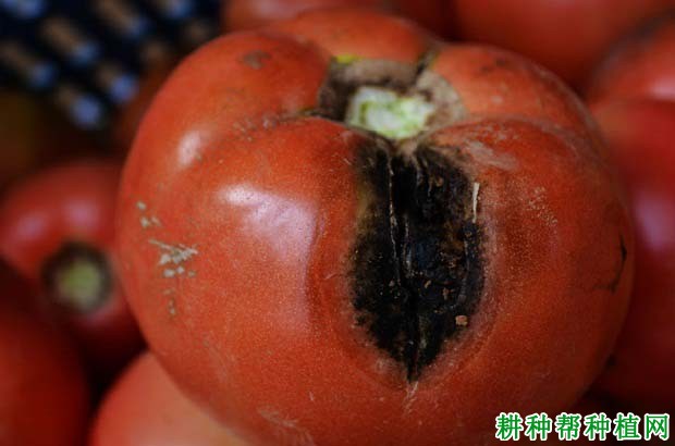 番茄黑斑病的防治方法，番茄黑斑病特效药有哪些？