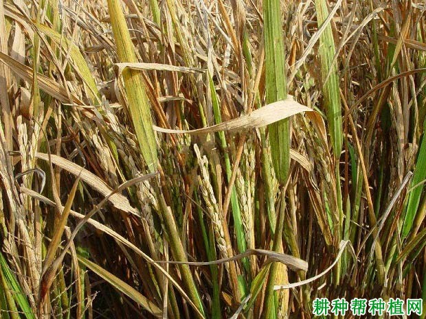 水稻缺钙的症状图片图片