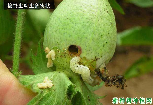 棉铃虫的幼虫食害嫩叶成缺刻或孔洞;为害棉蕾后苞叶张开变黄,蕾的下部