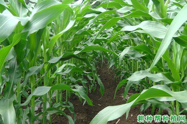 氮肥在作物生长过程起什么作用？