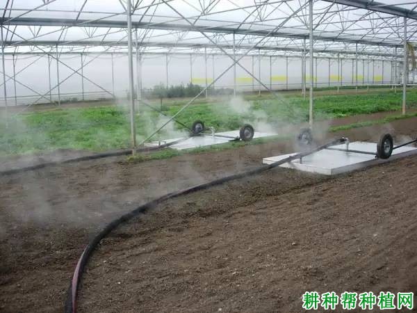 大棚土壤怎样消毒？用什么农药效果好？