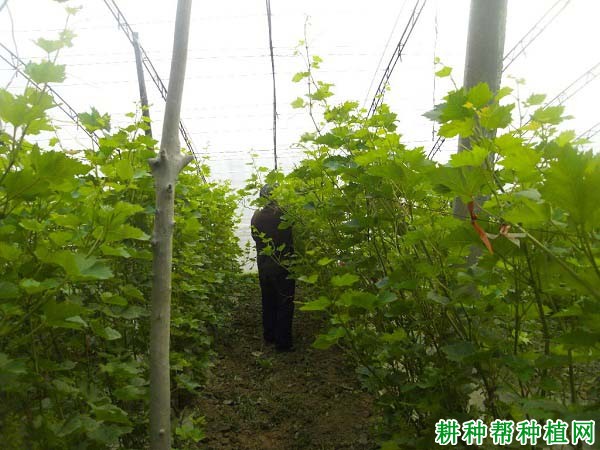 温室大棚葡萄移栽当年如何管理？