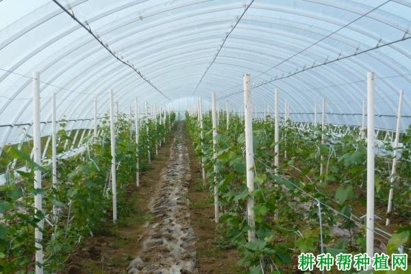 温室大棚葡萄移栽当年如何管理？