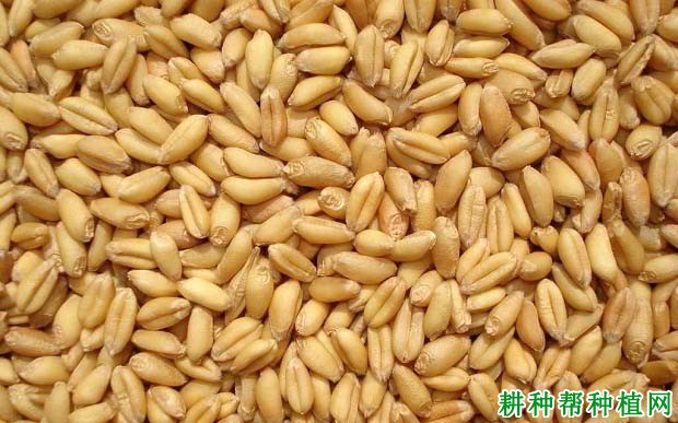 什么是强筋小麦、中筋小麦和弱筋小麦？