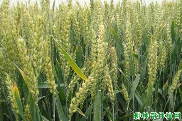 如何选择小麦良种？