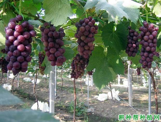 如何选择合适的葡萄品种？