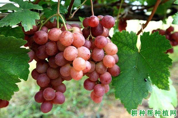 如何选择合适的葡萄品种？