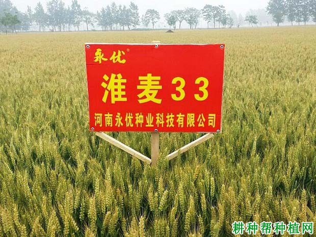 淮麦33小麦品种简介图片