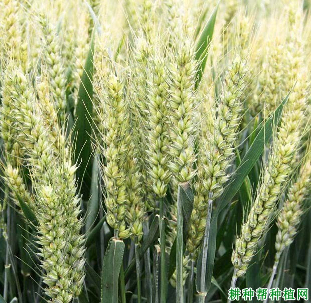 洛旱17小麦品种图片