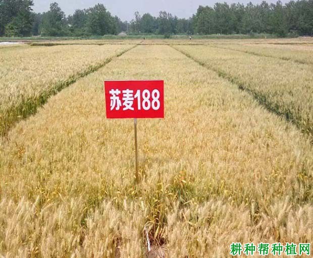 苏麦188小麦品种好不好？