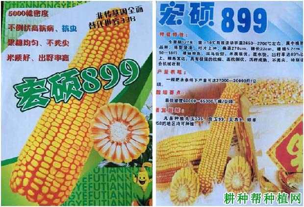 宏硕1988玉米种子简介图片