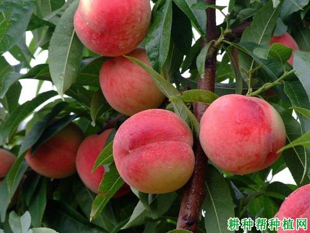 桃树一年要施几次肥，什么时候施肥好？