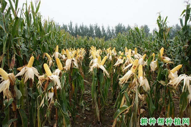 铁研378玉米种的特性图片