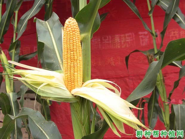 宣宏18玉米品种图片