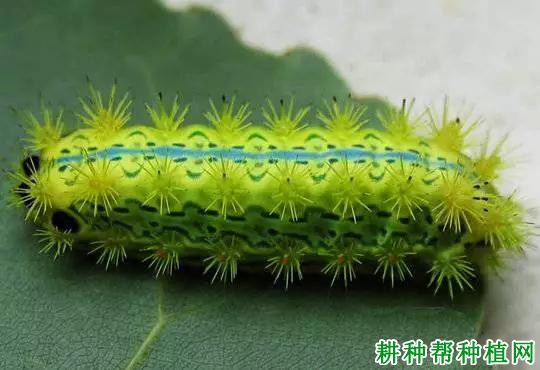 中国绿刺蛾（刺蛾科）