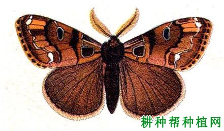 角斑毒蛾图片
