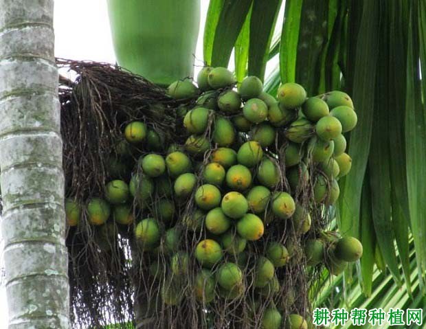 槟榔的品种如何区分？