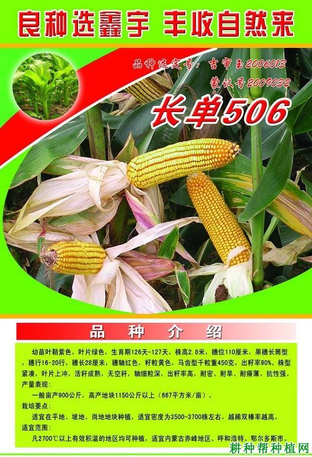 国瑞306玉米种子图片