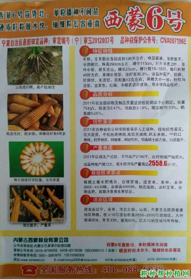 西蒙168玉米种子图片