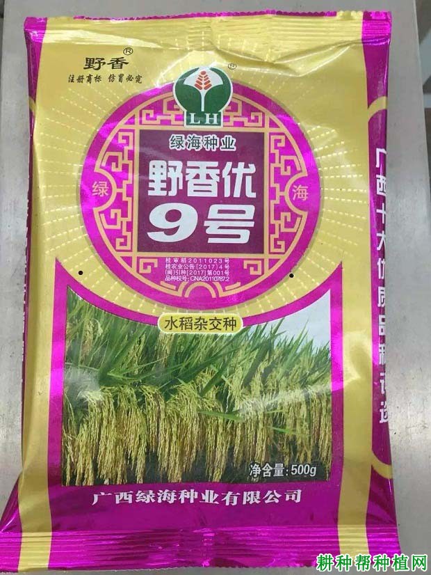 水稻品种莲汇9简介图片