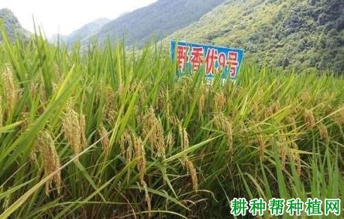 绥稻9水稻品种简介图片