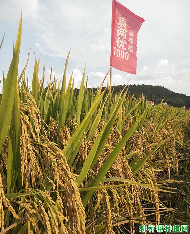 矮杆大穗高产水稻品种图片