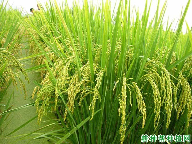 农垦57水稻品种简介图片