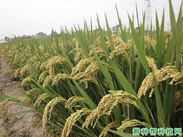 水稻品种绥粳309图片