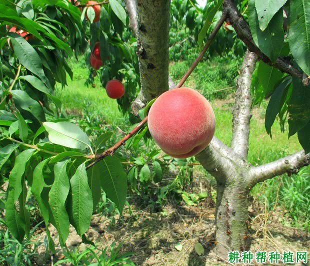 桃树种植需要注意事项有哪些？