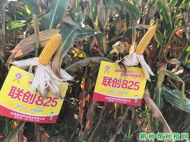 联创825玉米新品种图片