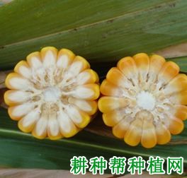 先牌007玉米种子图片