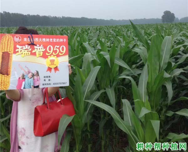 959玉米品种图片