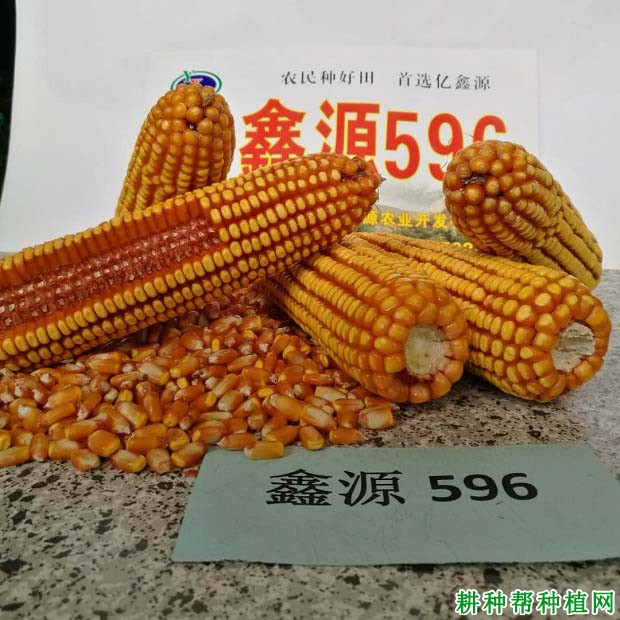 纳峰818玉米种子图片