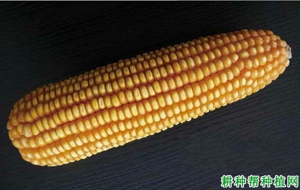 联科96玉米新品种图片