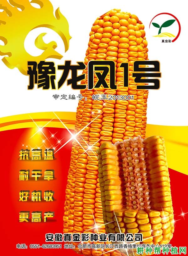 皖玉708玉米品种图片