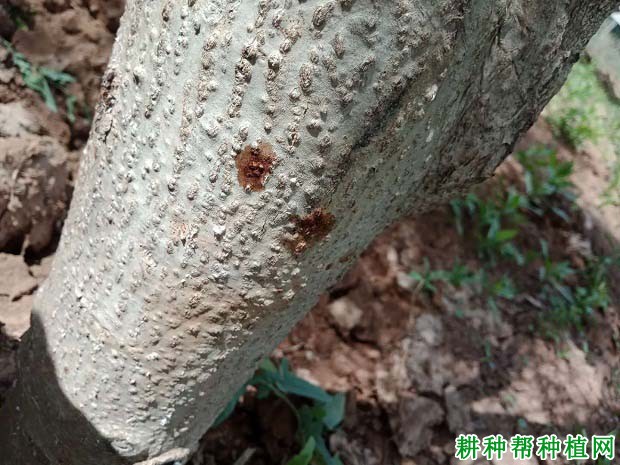 核桃树的溃疡病如何防治？附图片