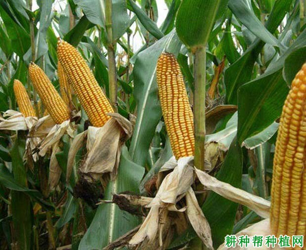 登海518玉米品种特征图片