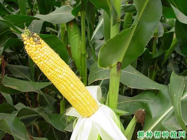 玉米品种承玉48图片