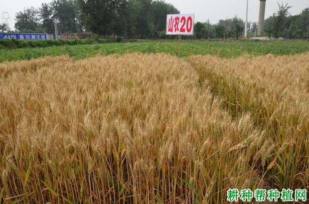 山农20小麦品种简介图片