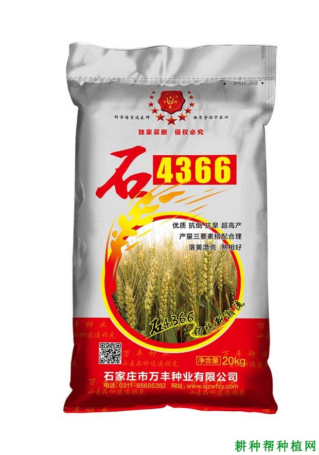 石4366小麦品种简介图片