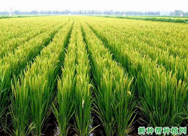 巨稻六号水稻品种简介图片