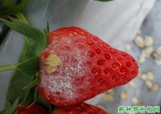 草莓白粉病症状是怎样，草莓白粉病如何防治？