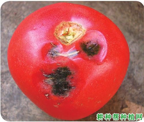 番茄黑斑病的防治方法，番茄黑斑病特效药有哪些？