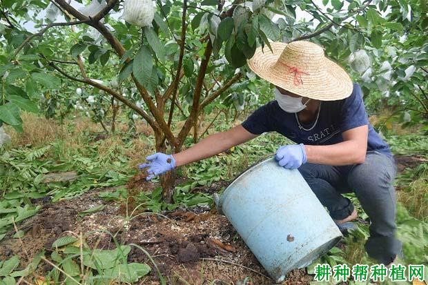 广东如何种植反季节珍珠番石榴？